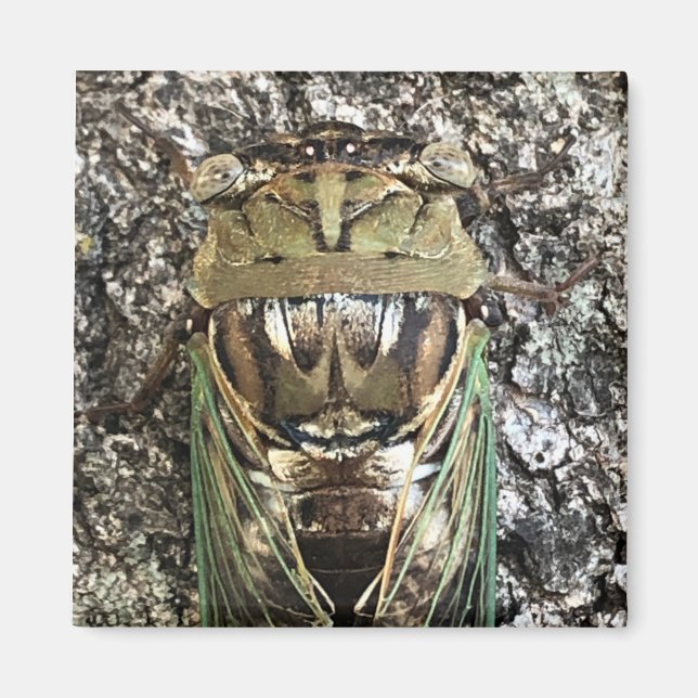 Imán Cicada (Frente)