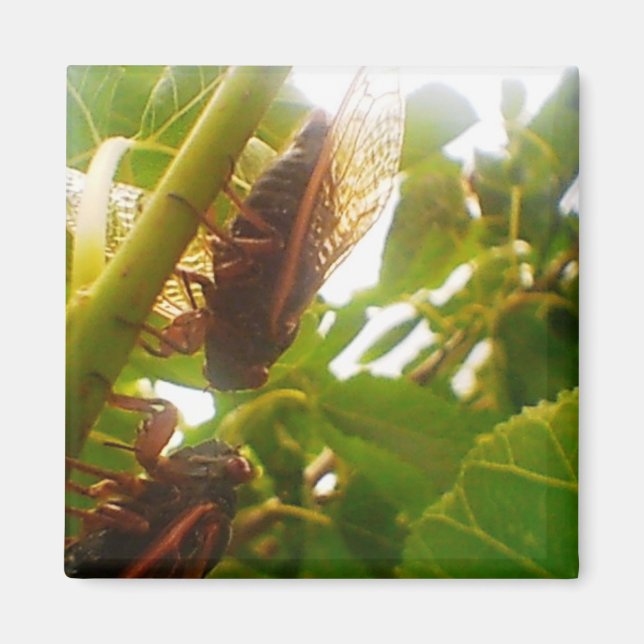 Imán Cicada Magnet (Frente)