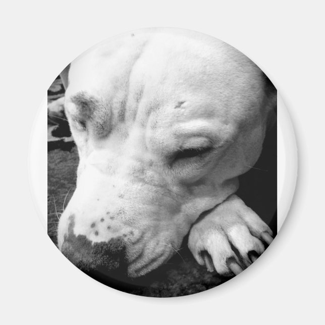 Imán cicatriz de harry potter perro pit bull blanco (Frente)