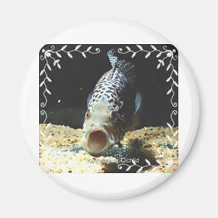 Imán Cichlid de Jaguar