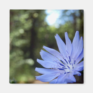 Imán Cichorium Intybus Magnet