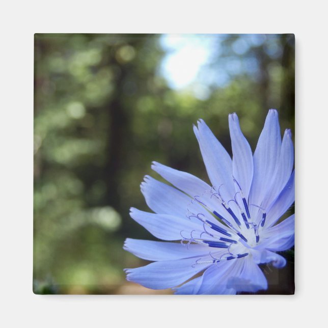Imán Cichorium Intybus Magnet (Frente)