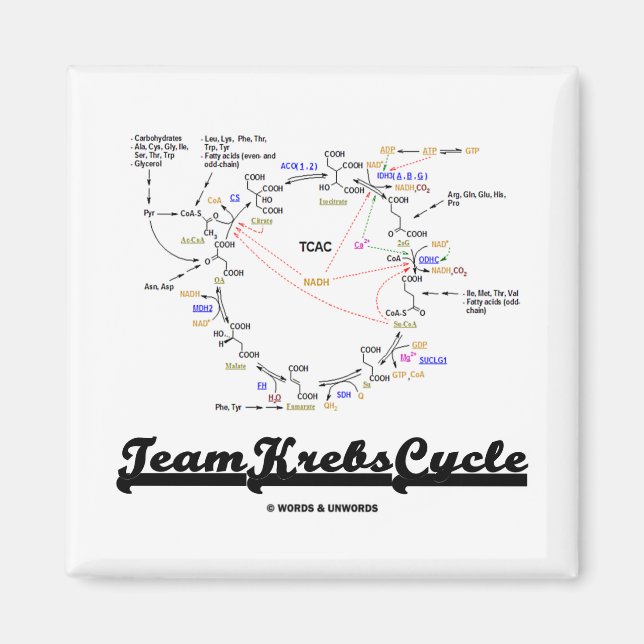 Imán Ciclo de Krebs de equipo (Ciclo de Ácido Cítrico - (Frente)