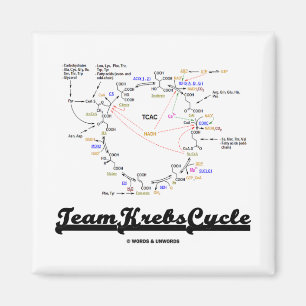 Imán Ciclo Krebs de equipo (Ciclo de Ácido cítrico -