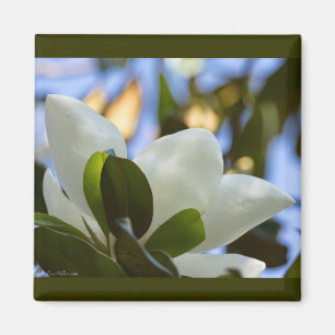 Imán Cielo de Vidrio Pintado Regalos de Magnolia del Su