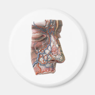 Imán Ciencia antigua Anatomía humana, Cara con nariz