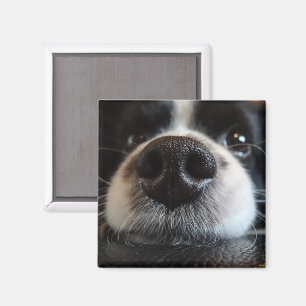 Imán Cierre Cute Border Collie Nose