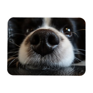 Imán Cierre Cute Border Collie Nose