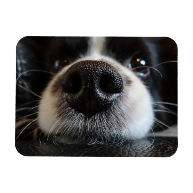 Imán Cierre Cute Border Collie Nose (Horizontal)