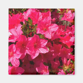 Imán Cierre de bonitos de flores de azaleas rosadas, im