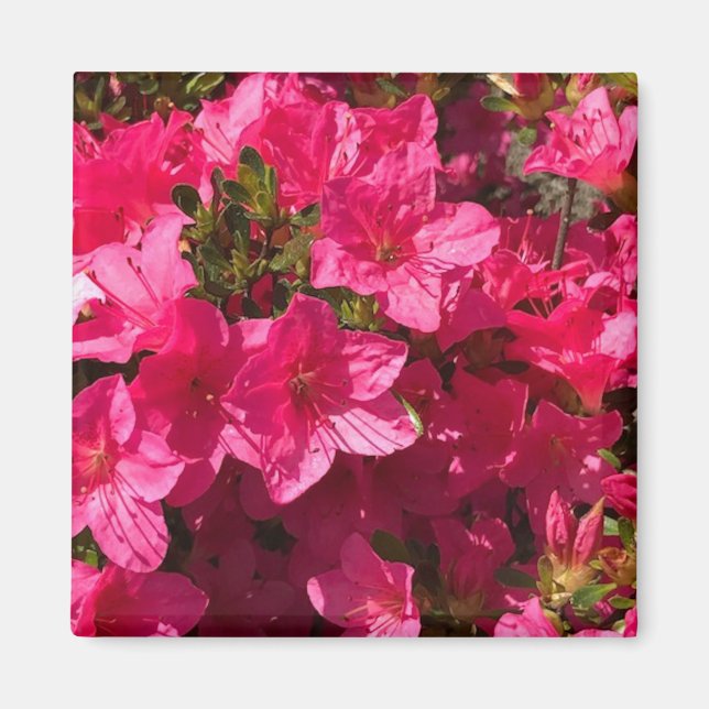 Imán Cierre de bonitos de flores de azaleas rosadas, im (Frente)