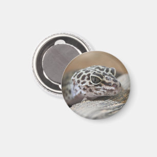 Imán Cierre de cara de boca de leopardo gecko ojos