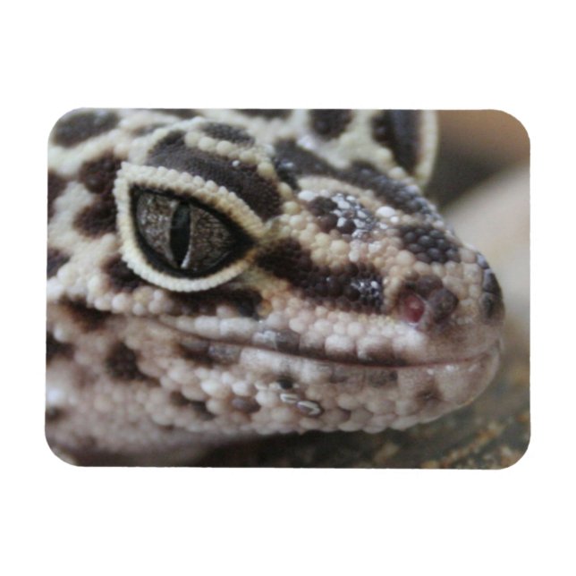 Imán Cierre de cara de boca de leopardo gecko ojos (Horizontal)
