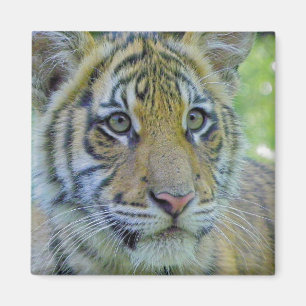 Imán Cierre de Cub de tigre encima del retrato
