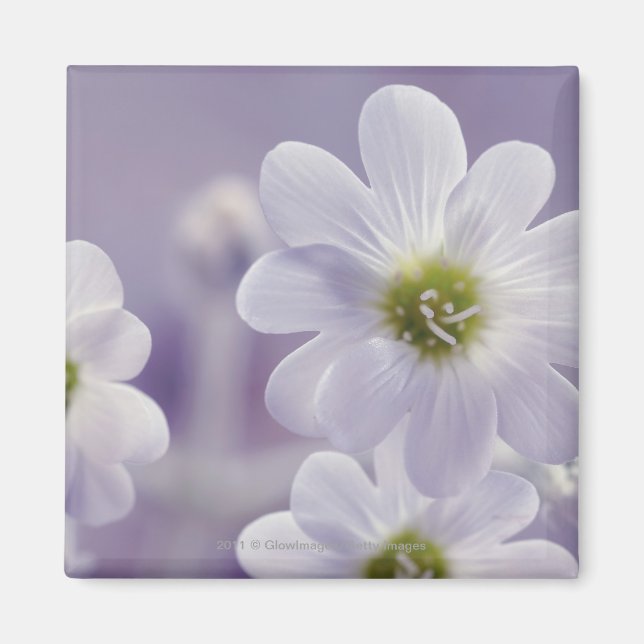 Imán Cierre de flores 2 (Frente)