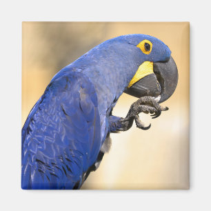Imán Cierre de Hyacinth macaw encaramado en un poste de