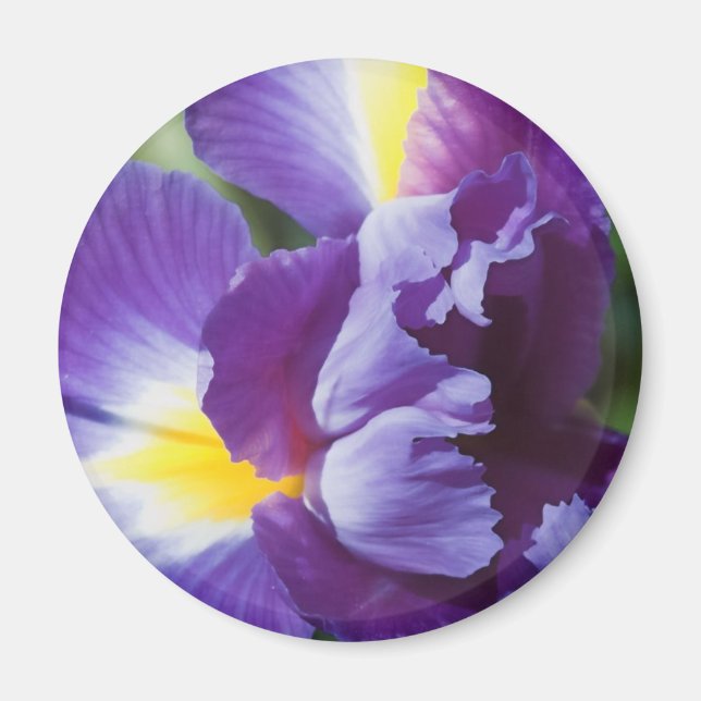 Imán cierre de iris morado (Frente)