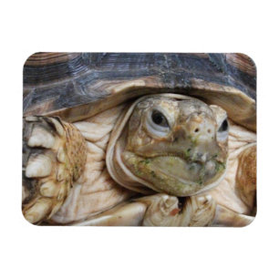 Imán Cierre de la cara de Sulcata Tortoise