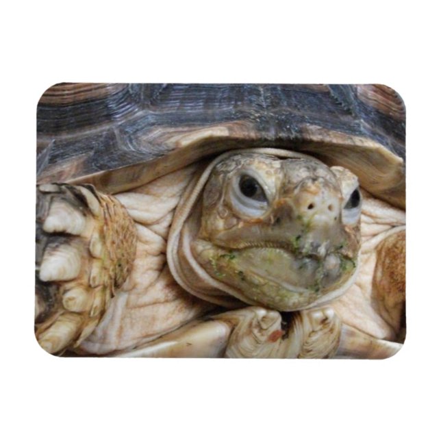 Imán Cierre de la cara de Sulcata Tortoise (Horizontal)