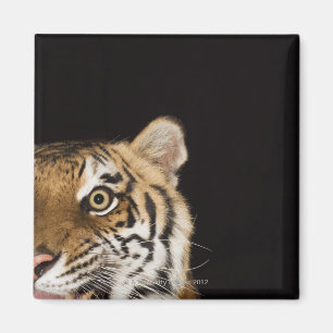 Imán Cierre de la cara de un tigre ruidoso