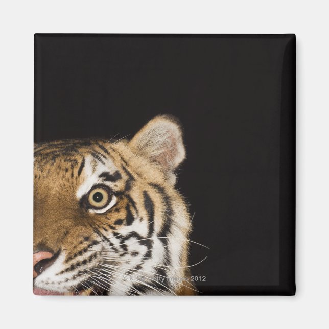 Imán Cierre de la cara de un tigre ruidoso (Frente)