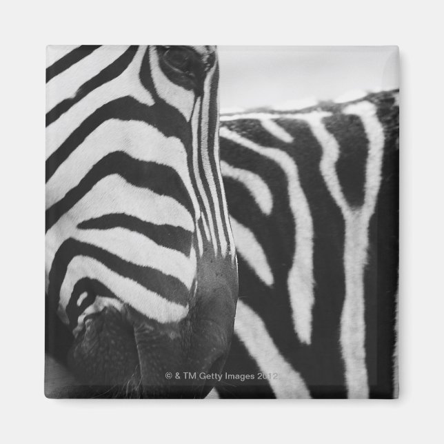 Imán Cierre de la cara y el hombro de cebra (Frente)