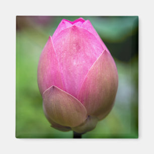 Imán Cierre de la flor de loto, Bali