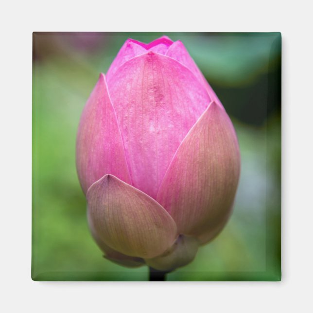 Imán Cierre de la flor de loto, Bali (Frente)