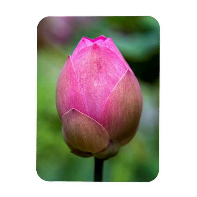 Imán Cierre de la flor de loto, Bali (Vertical)