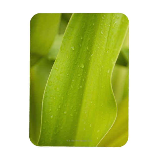 Imán Cierre de la hoja tropical húmeda (Vertical)
