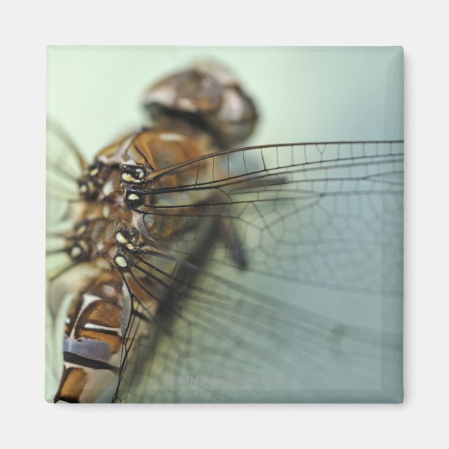 Imán Cierre de la libélula (Frente)