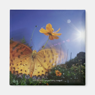 Imán Cierre de la mariposa, alitas aleteadas