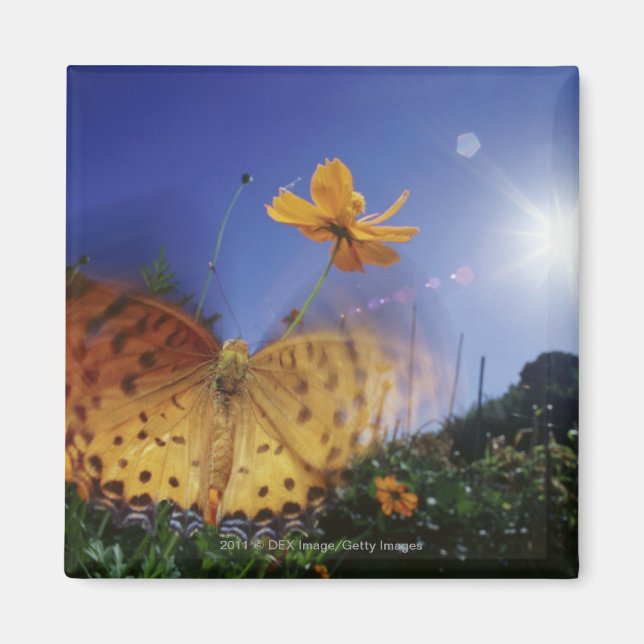 Imán Cierre de la mariposa, alitas aleteadas (Frente)