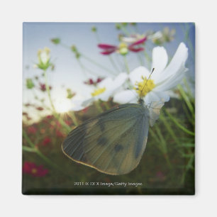Imán Cierre de la mariposa en flor