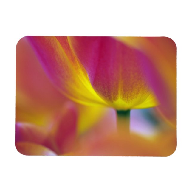 Imán Cierre de la parte inferior de la flor de tulipán, (Horizontal)