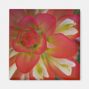 Imán Cierre de la Pintura India cerca de Gay Hill,