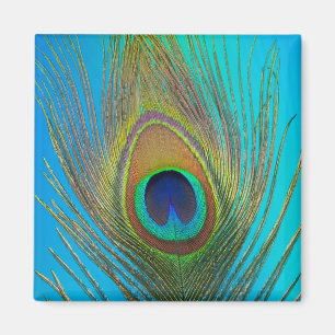 Imán Cierre de la pluma de pavo real