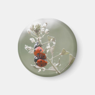 Imán Cierre de ladybugs en planta