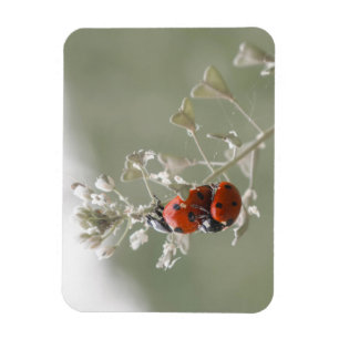 Imán Cierre de ladybugs en planta