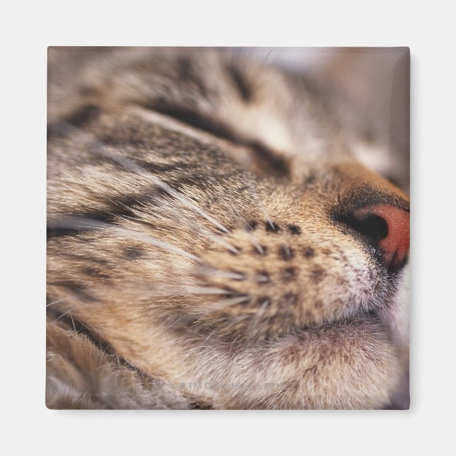 Imán Cierre de los bigotes y bozales de gatos (Frente)