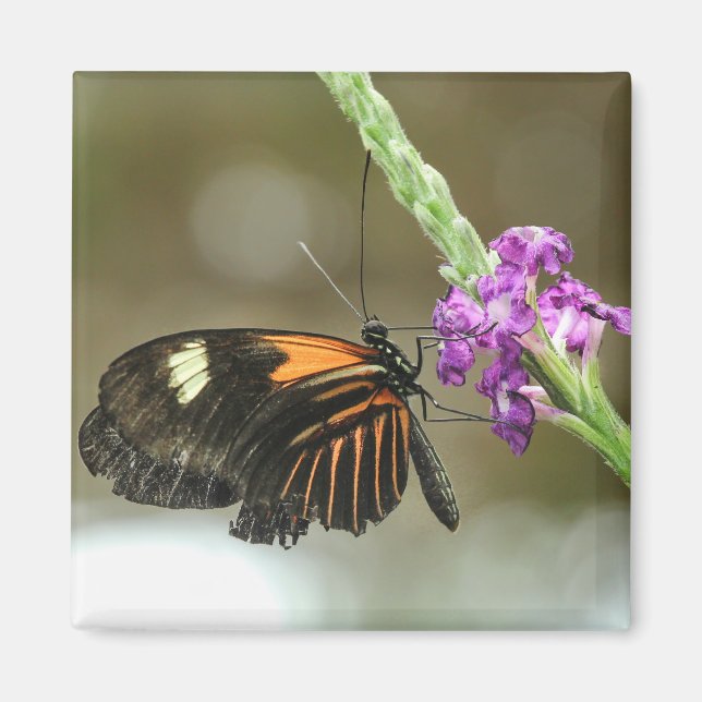 Imán Cierre de mariposa en la flor de Verbena (Frente)