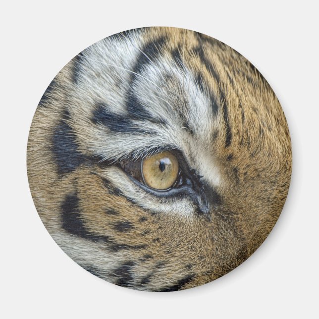 Imán Cierre de ojos de tigre (Frente)