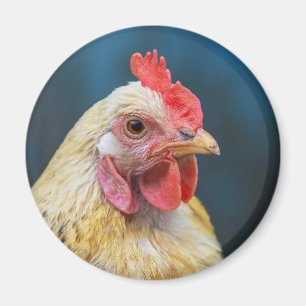 Imán Cierre de pollos