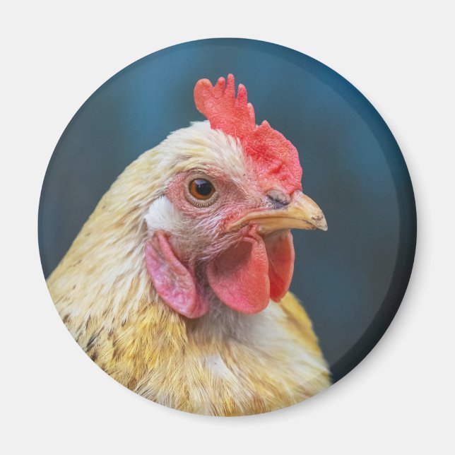 Imán Cierre de pollos (Frente)