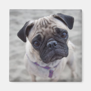 Imán Cierre de Pug