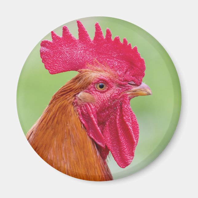 Imán Cierre de Rooster (Frente)