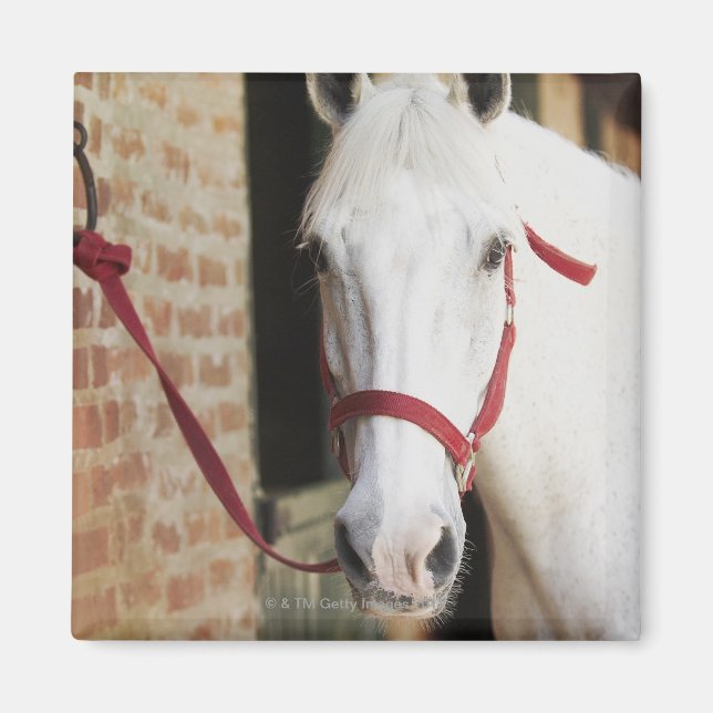 Imán Cierre de un caballo 2 (Frente)