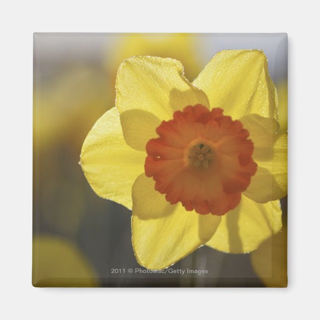 Imán Cierre de un Daffodil amarillo/Naranja (Frente)