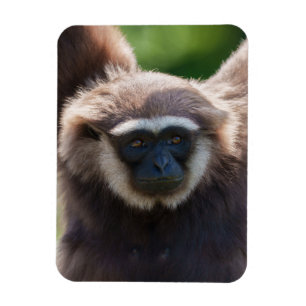 Imán Cierre de un Gibbon colgante