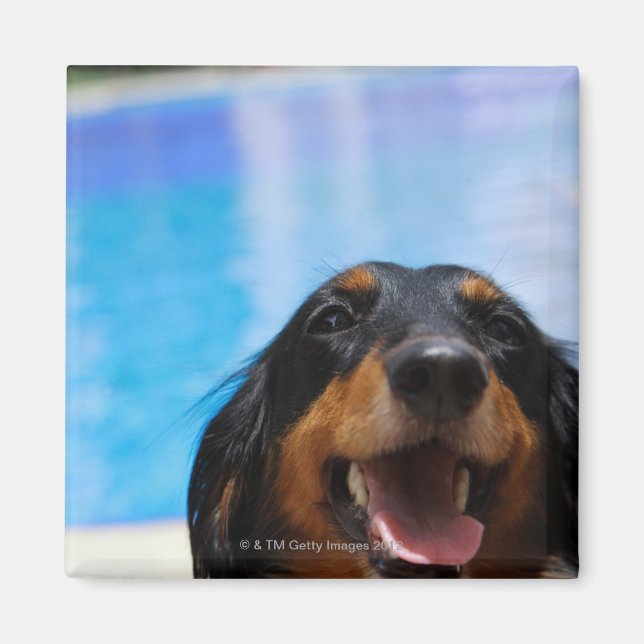 Imán Cierre de un jadeo de perro de Dachshund (Frente)